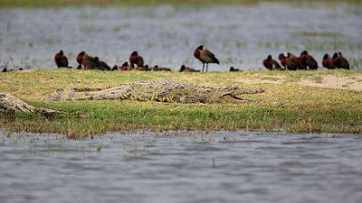 BUITEN BEELD Foto: 274811