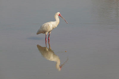 BUITEN BEELD Foto: 274815
