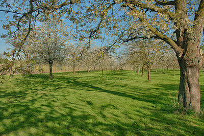 BUITEN BEELD Foto: 274891