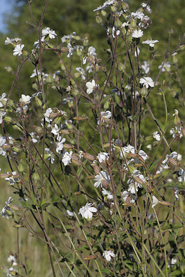 BUITEN BEELD Foto: 274899