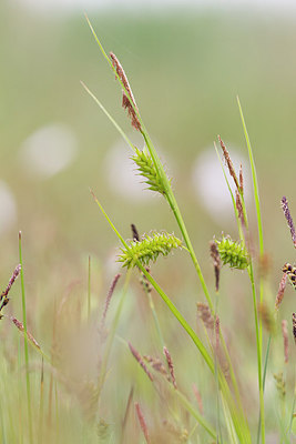 BUITEN BEELD Foto: 274909