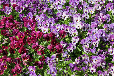 BUITEN BEELD Foto: 274936