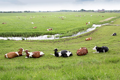 BUITEN BEELD Foto: 274952