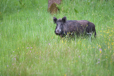 BUITEN BEELD Foto: 274985