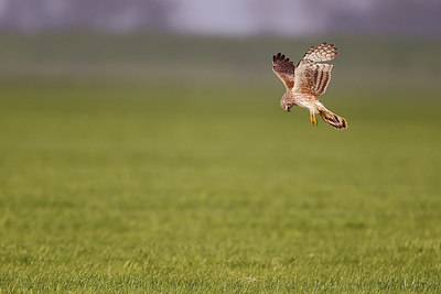 BUITEN BEELD Foto: 274986