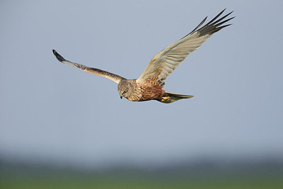 BUITEN BEELD Foto: 274988