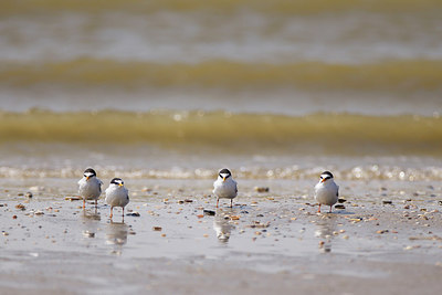 BUITEN BEELD Foto: 274990
