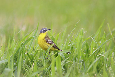 BUITEN BEELD Foto: 274992