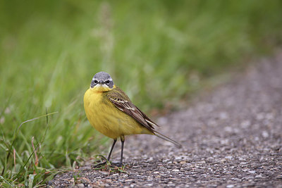 BUITEN BEELD Foto: 274993