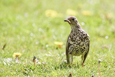 BUITEN BEELD Foto: 274995