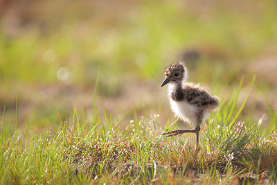 BUITEN BEELD Foto: 274997