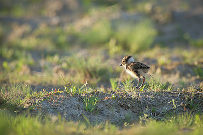 BUITEN BEELD Foto: 274998