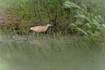 BUITEN BEELD Foto: 275008