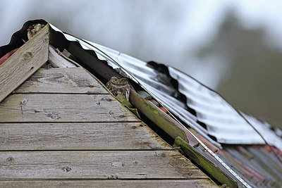 BUITEN BEELD Foto: 275016