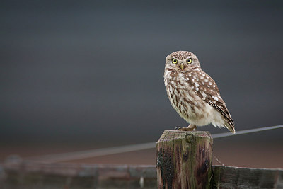 BUITEN BEELD Foto: 275017