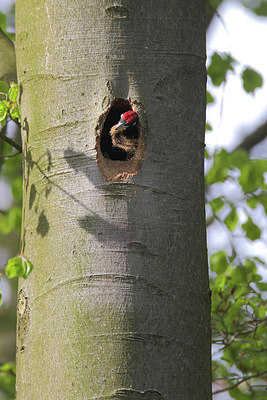 BUITEN BEELD Foto: 275025