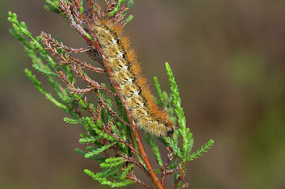 BUITEN BEELD Foto: 275073