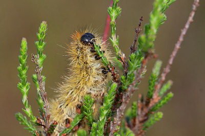 BUITEN BEELD Foto: 275074