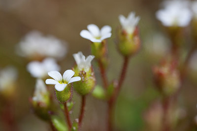 BUITEN BEELD Foto: 275095