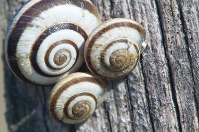 BUITEN BEELD Foto: 275109