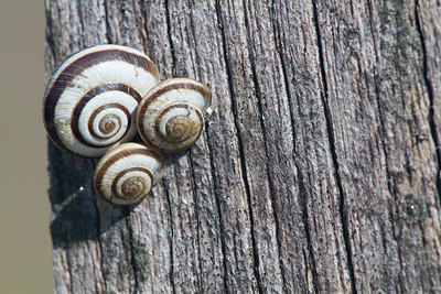 BUITEN BEELD Foto: 275110