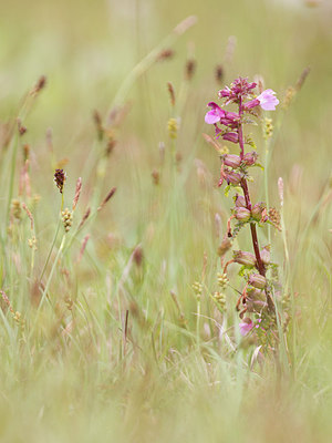 BUITEN BEELD Foto: 275113