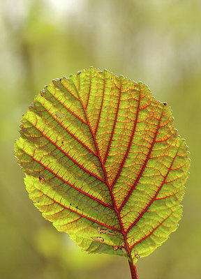 BUITEN BEELD Foto: 275122