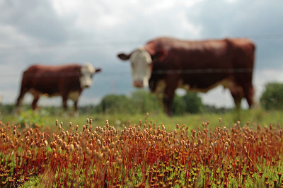 BUITEN BEELD Foto: 275140