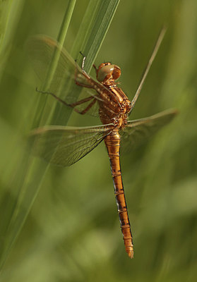 BUITEN BEELD Foto: 275150