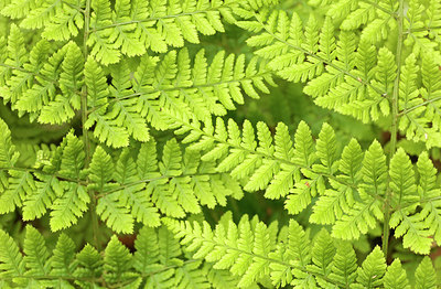 BUITEN BEELD Foto: 275167