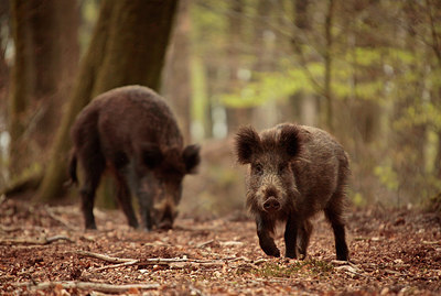BUITEN BEELD Foto: 275172