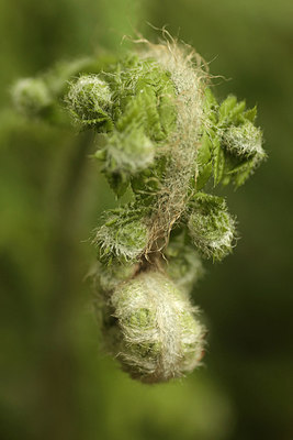 BUITEN BEELD Foto: 275174