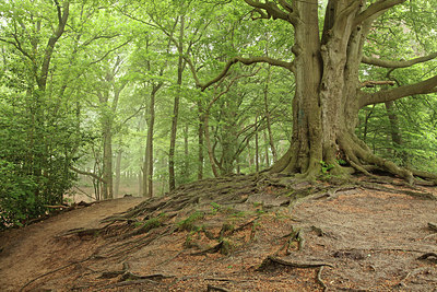 BUITEN BEELD Foto: 275180