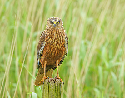 BUITEN BEELD Foto: 275186