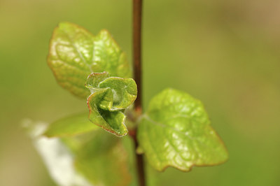 BUITEN BEELD Foto: 275188