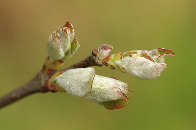BUITEN BEELD Foto: 275189