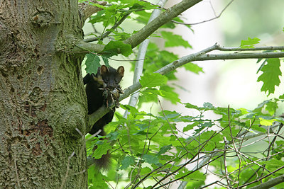 BUITEN BEELD Foto: 275197