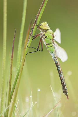 BUITEN BEELD Foto: 275233