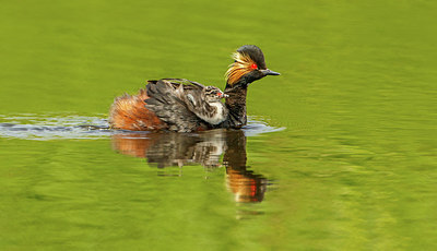 BUITEN BEELD Foto: 275248