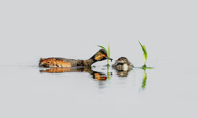 BUITEN BEELD Foto: 275249