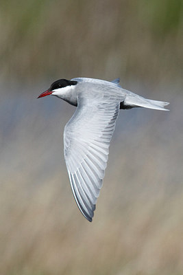 BUITEN BEELD Foto: 275261