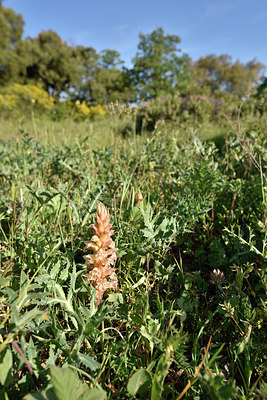 BUITEN BEELD Foto: 275385