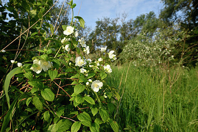 BUITEN BEELD Foto: 275402