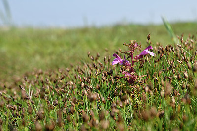 BUITEN BEELD Foto: 275418