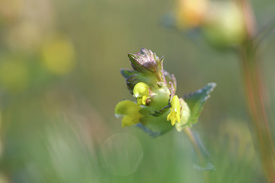 BUITEN BEELD Foto: 275430