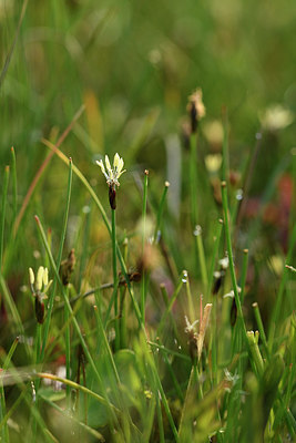 BUITEN BEELD Foto: 275444