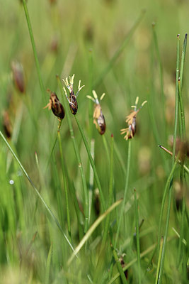 BUITEN BEELD Foto: 275454