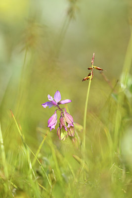 BUITEN BEELD Foto: 275458