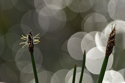 BUITEN BEELD Foto: 275466