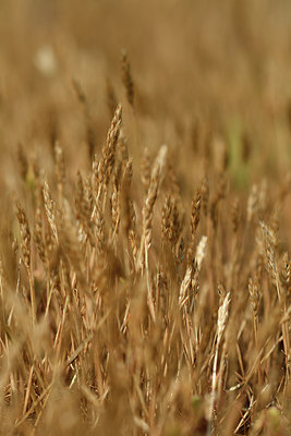 BUITEN BEELD Foto: 275473